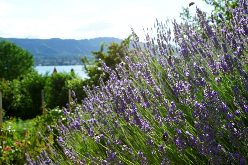 Lavender field summer