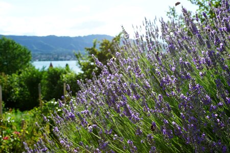 Lavender field summer photo