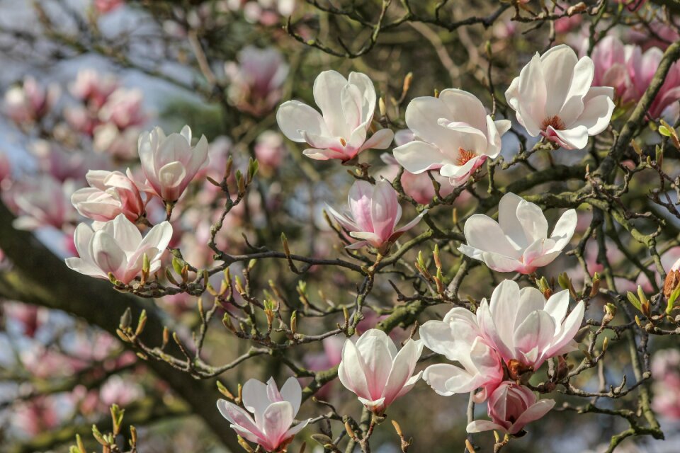 Symbol tender purity