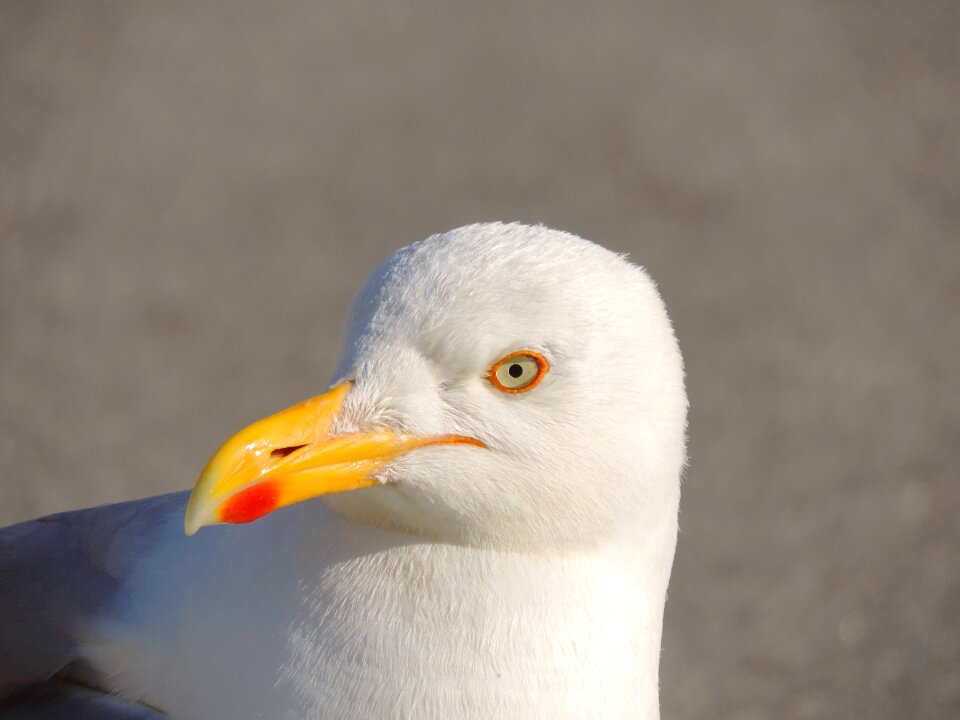 Water bird species large gull