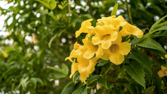Summer garden flower