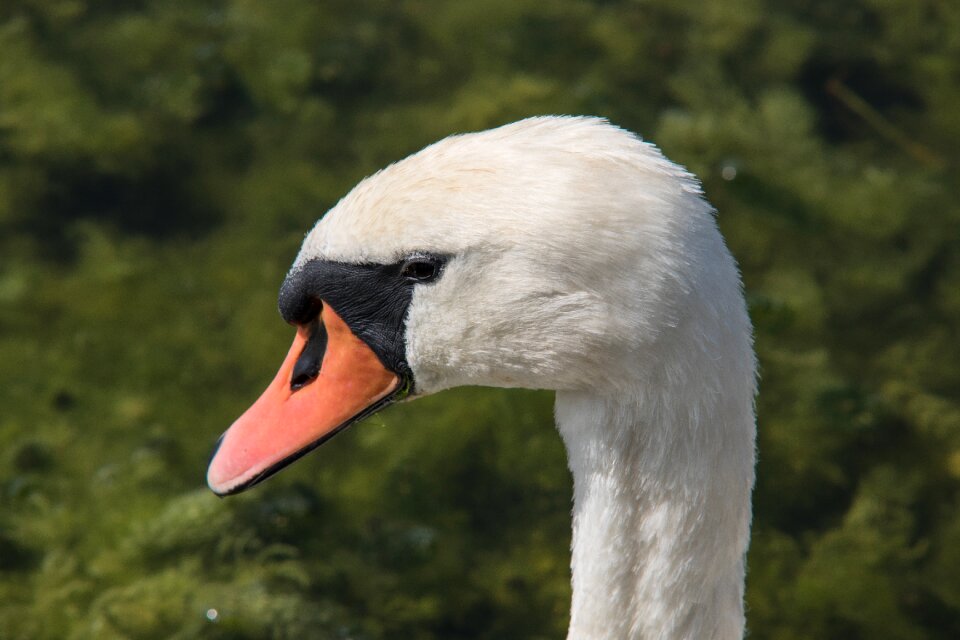 Water bird bill feather