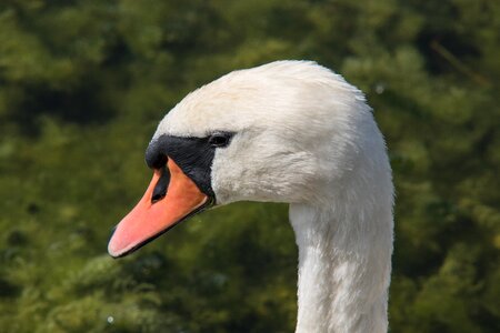 Water bird bill feather photo