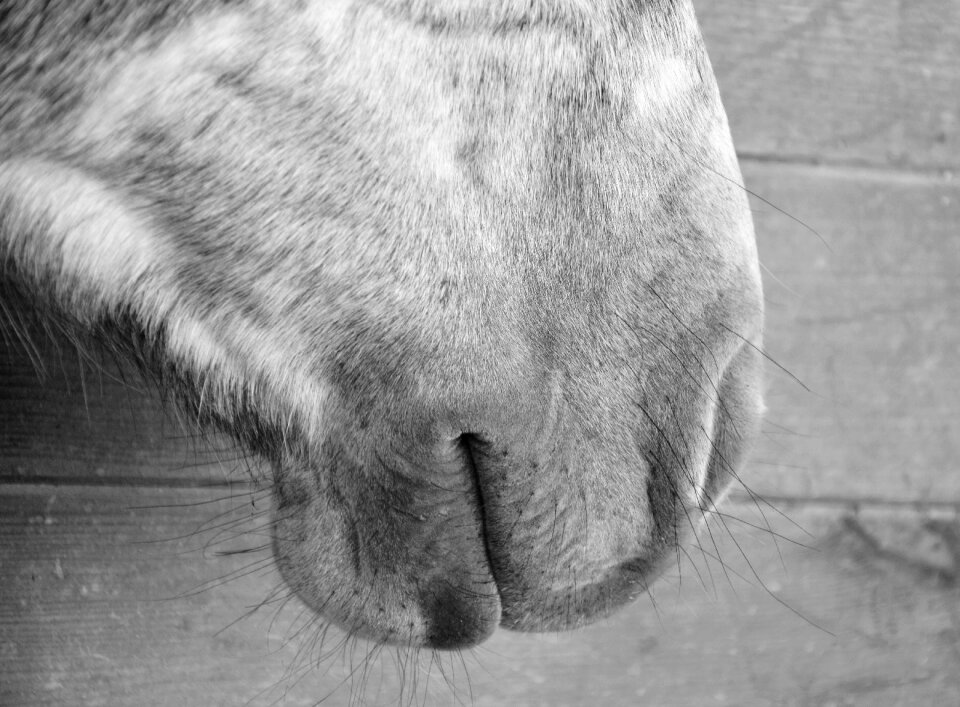 Domestic animal equine animal