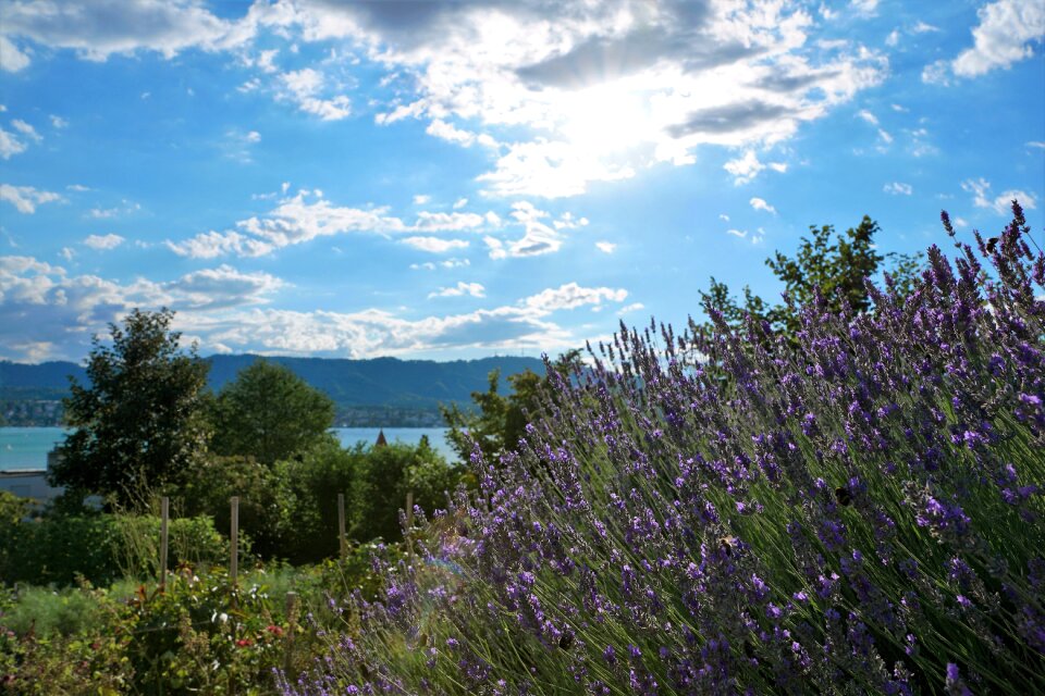 Lavender field summer