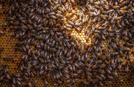 Beekeeping wax insect photo