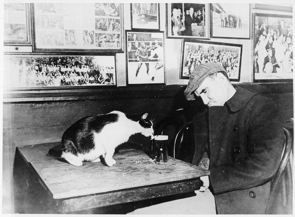 A patron of Sammy's Bowery Follies, a downtown bar, sleeping at his table while the resident cat laps at his beer, 12- - NARA - 541905