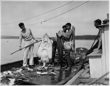 A skate from the Swinomish tribal fishtrap, Tulalip Indian Agency, Washington, 1938 - NARA - 519174