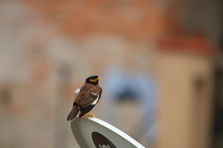 Ornithology wing birdwatching photo