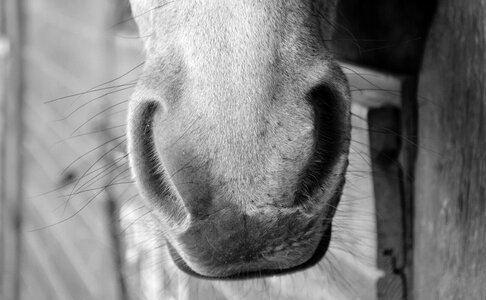 Domestic animal color grey horseback riding photo