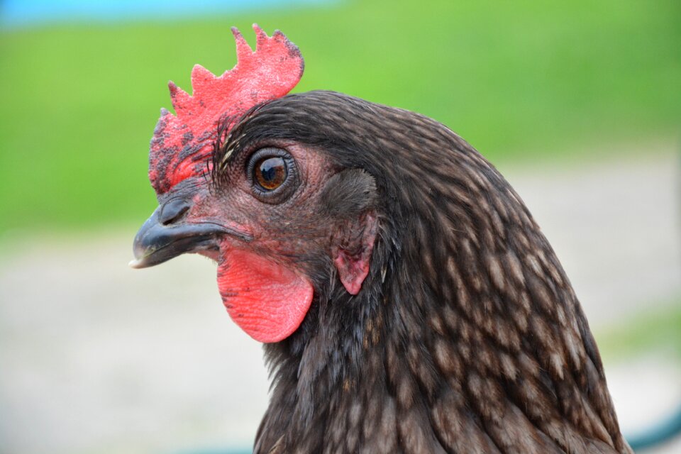 Domestic animal nature pre