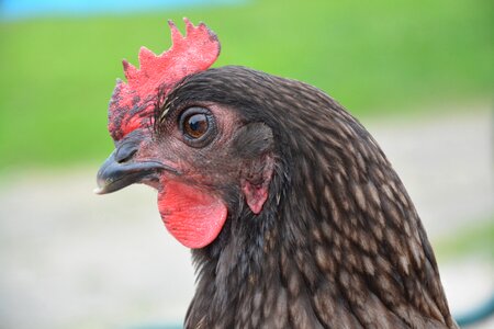 Domestic animal nature pre