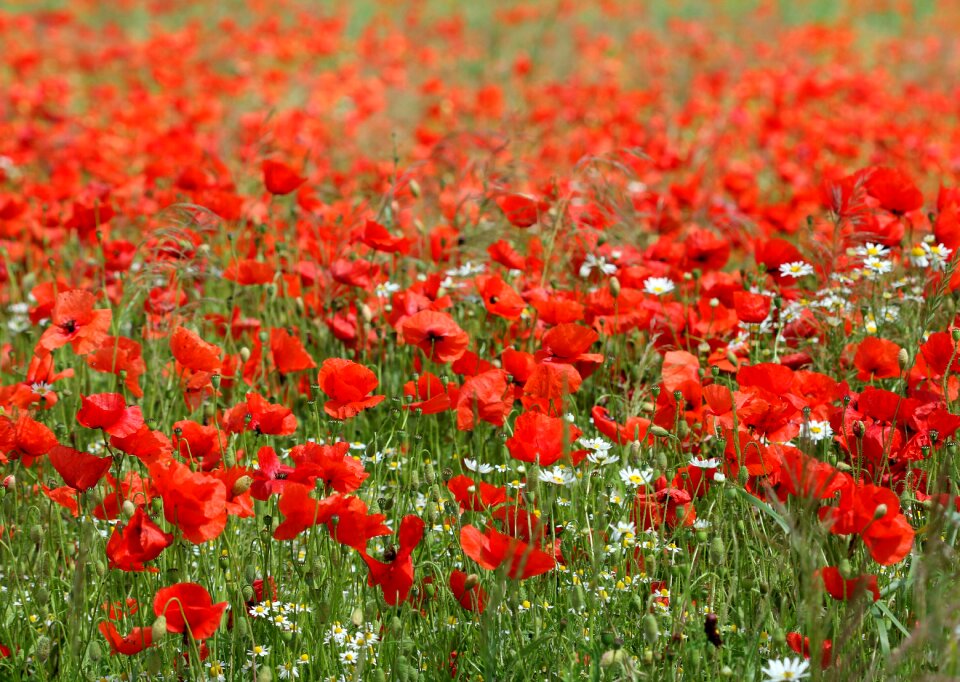 Meadow flowers white red field