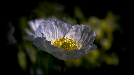 Garden farbenpracht summer