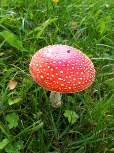 Fly agaric autumn meadow