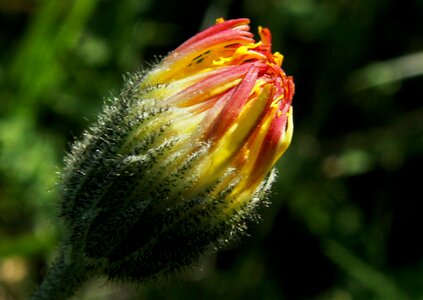Plant at the court of color
