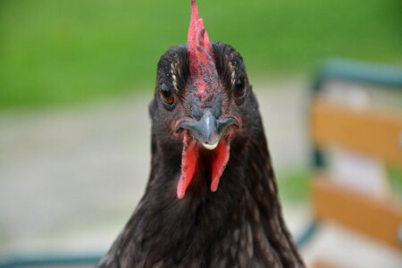 Nature pre laying hen photo