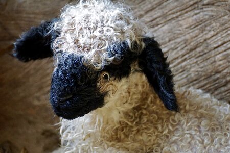 Livestock black white