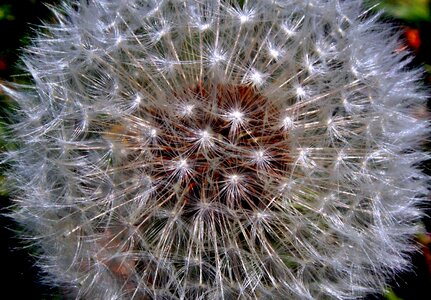 Plant the coolest flower
