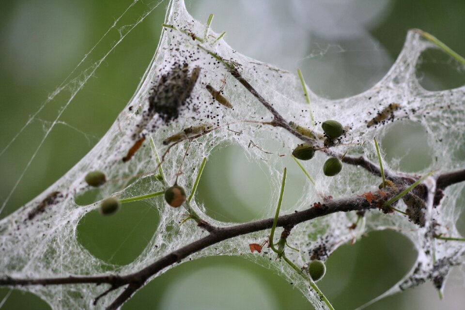 Nature life spider's nest