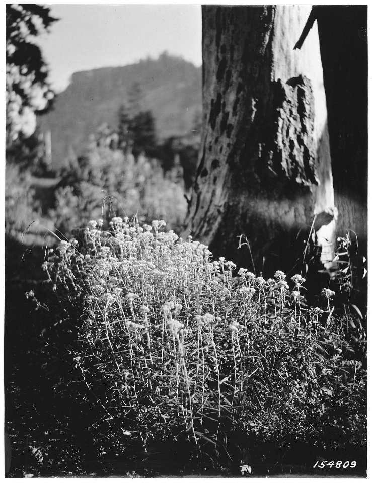 Anaphalis, Bohemia Mountain, Umpqua, Oregon, 1920 - NARA - 299120