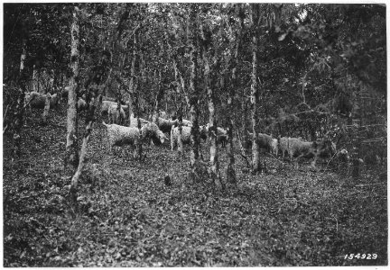 Angora Goats in Oak-Conifer Type, Douglas County, Oregon, Umpqua Forest, 1920. - NARA - 299151