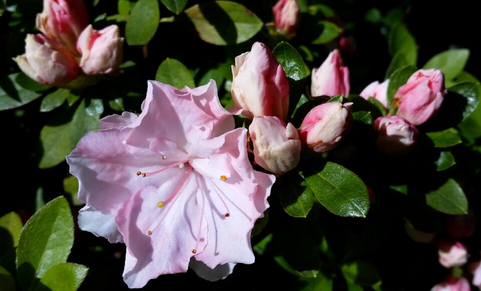 Shrub garden nature