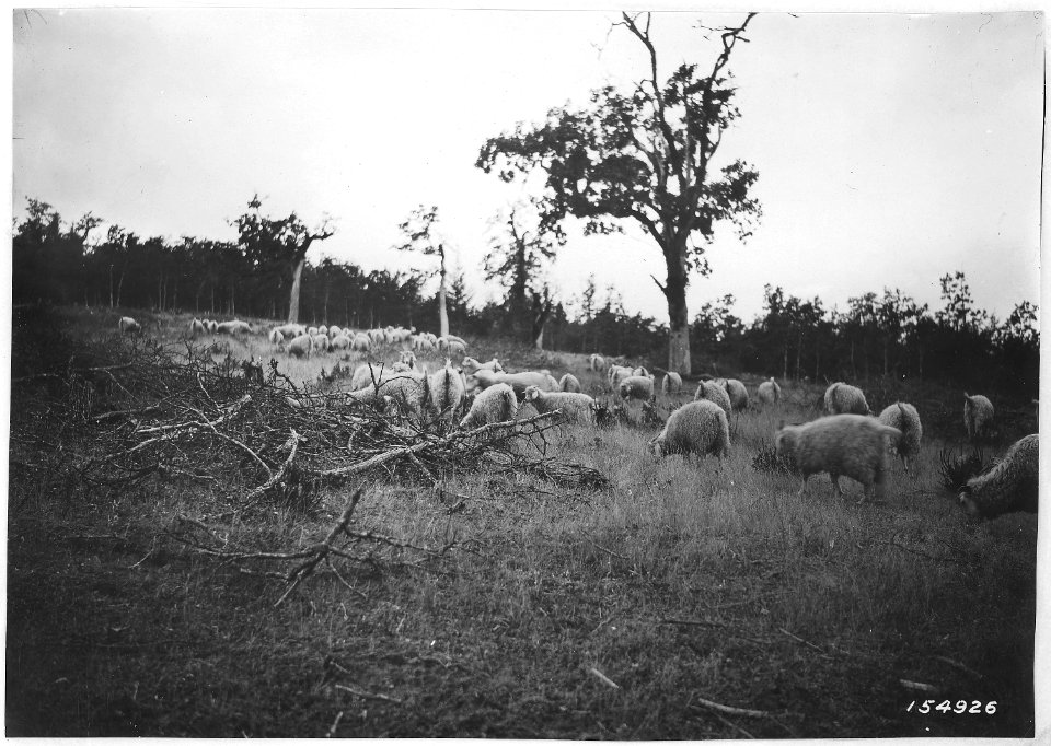 Angora Goats on Cutover Oak Land, Cleaning Sprouts, Douglas County, Oregon, Umpqua Forest, 1920. - NARA - 299149