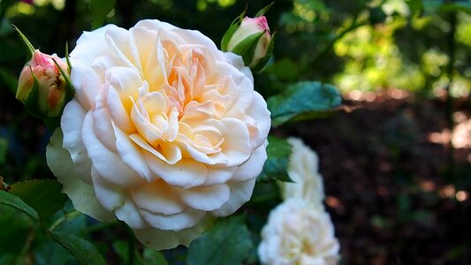 Rose petals blooms plant