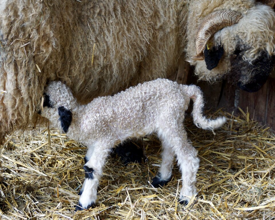 Livestock black white