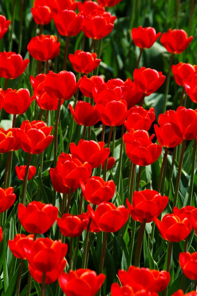 Tulip field tulip bulbs