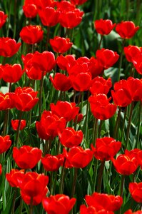 Tulip field tulip bulbs