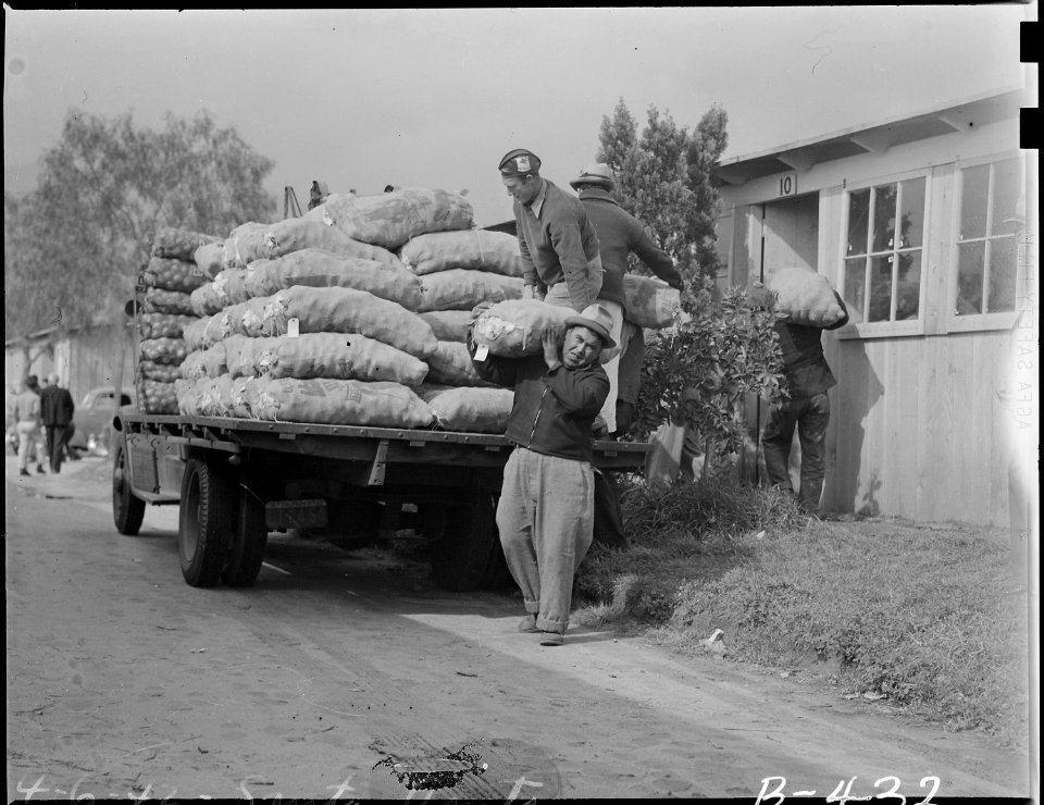 Arcadia, California. Sacks of fresh vegetables arrive at Santa Anita assembly center kitchens. - NARA - 537051