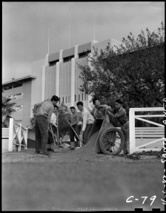 Arcadia, California. Husky young evacuees of Japanese ancestry help to improve their temporary new . . . - NARA - 537451