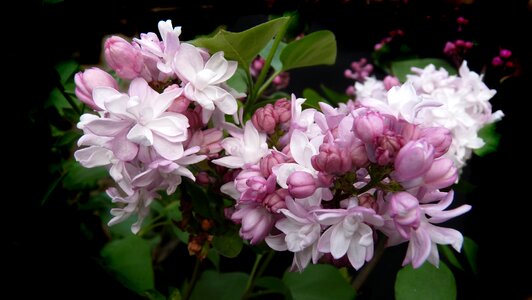 Garden fragrant flower