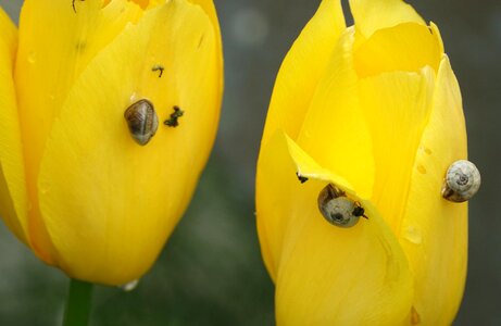 Tulip snails plant