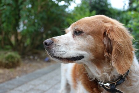 Pointing dog epagneul spaniel photo