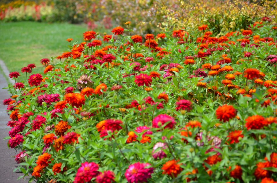 Nature red flowers garden