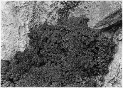 Artennaria. Among rock crevices at Indian Cliff Dwelling. - NARA - 520522