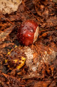 Peel lies still life