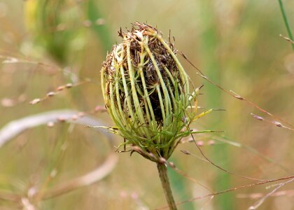 Plant flower flora