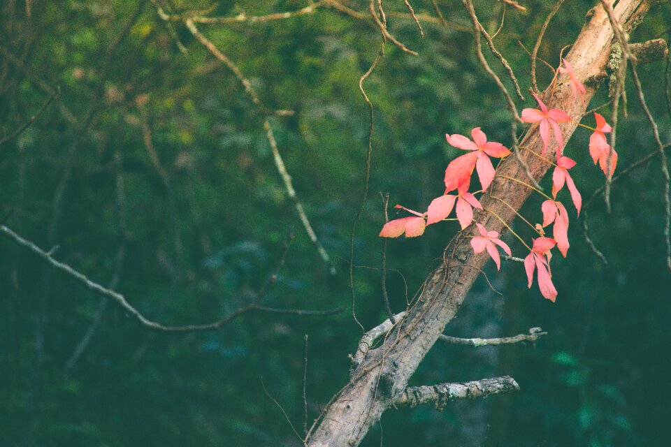 Plant trees nature