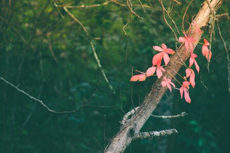 Plant trees nature photo