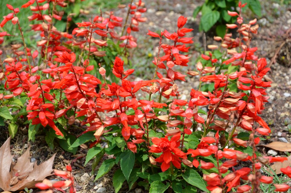 Plants garden flora