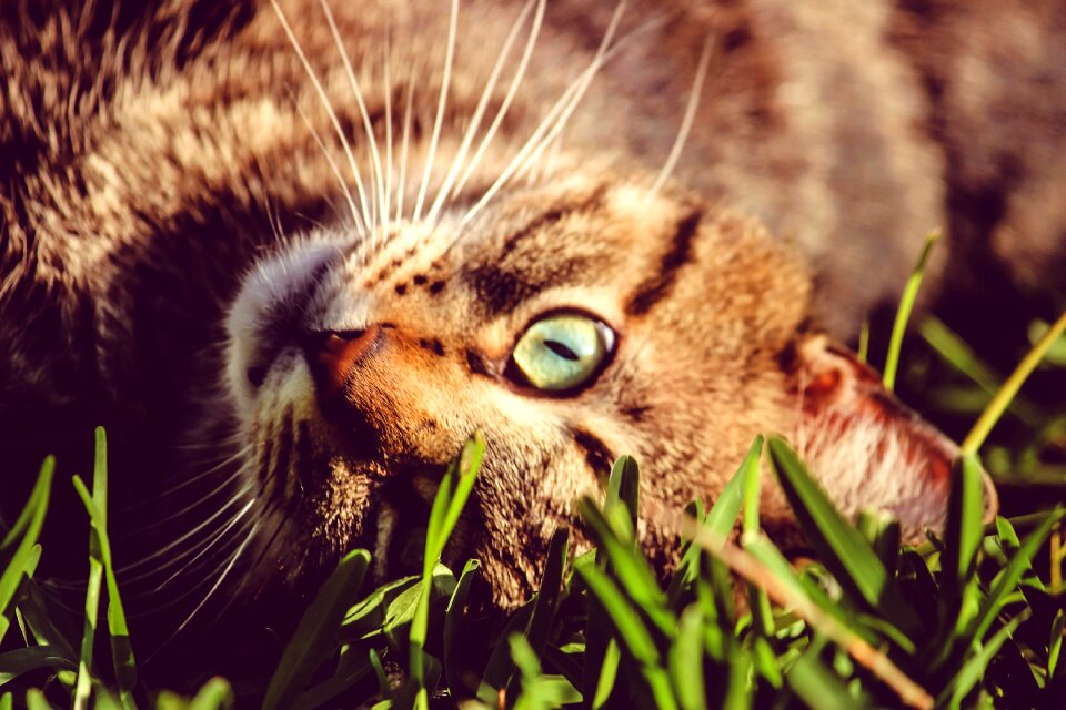 Animal grass nature