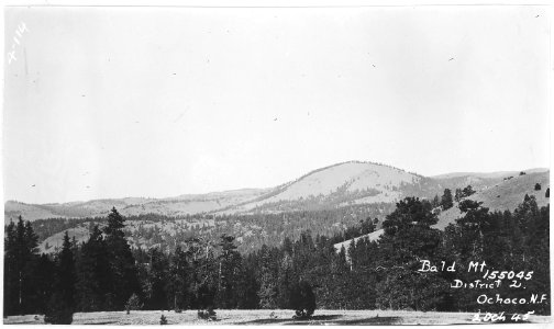Bald Mountain from Dicks Creek Divide, Ochoco Forest, 1914 - NARA - 299187