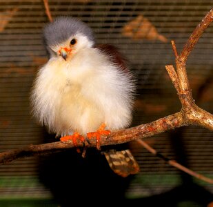 Fluffy exotic little bird