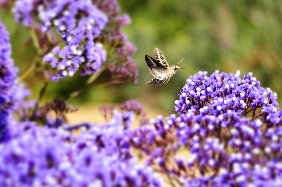 Del mar nature flowers