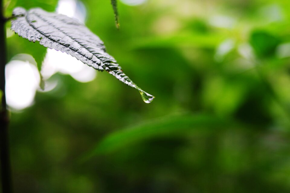 Leaf outdoors environment
