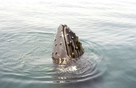 Humpback whale cape cod photo